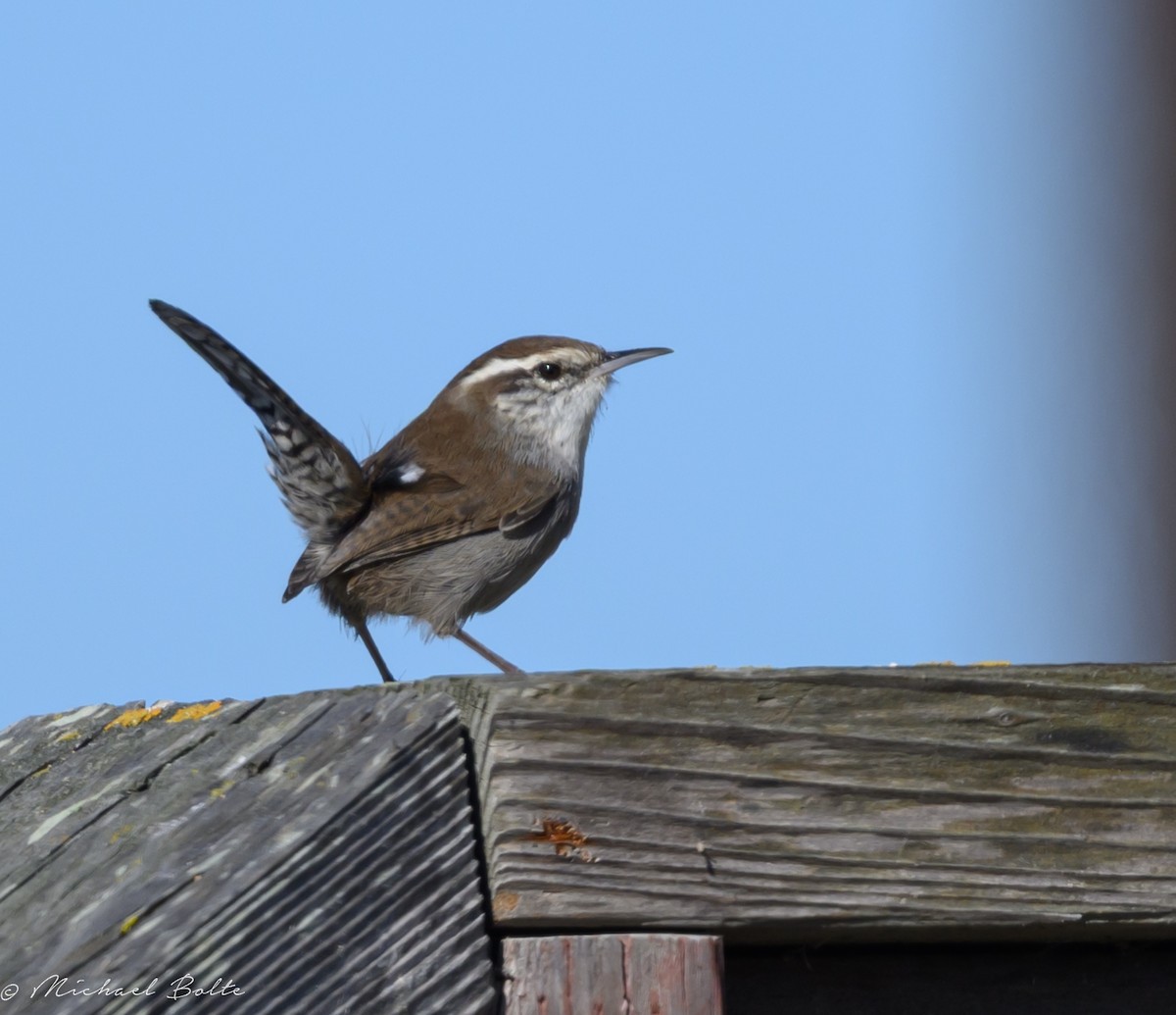 Bewick's Wren - ML643239797