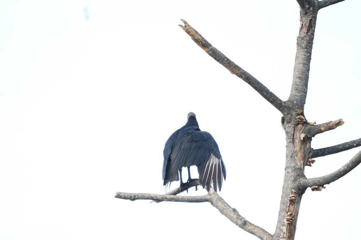 Black Vulture - ML643239805