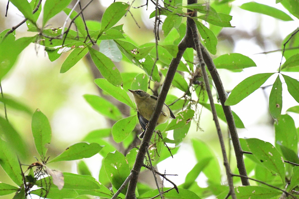 Black-throated Blue Warbler - ML643239806
