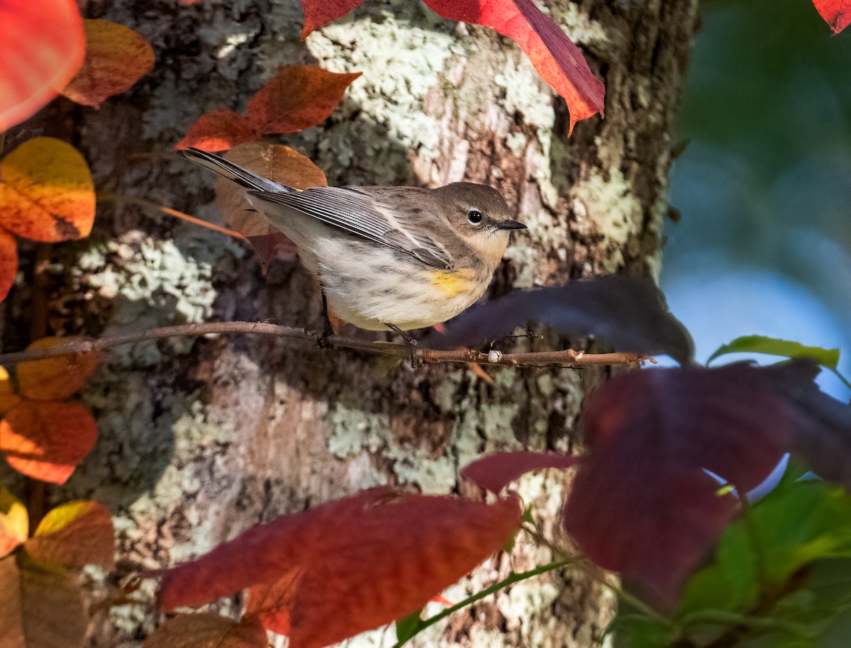 Yellow-rumped Warbler - ML643239819