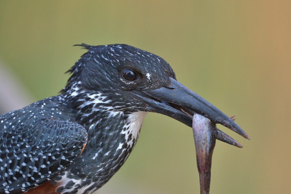 rybařík velký - ML643239822