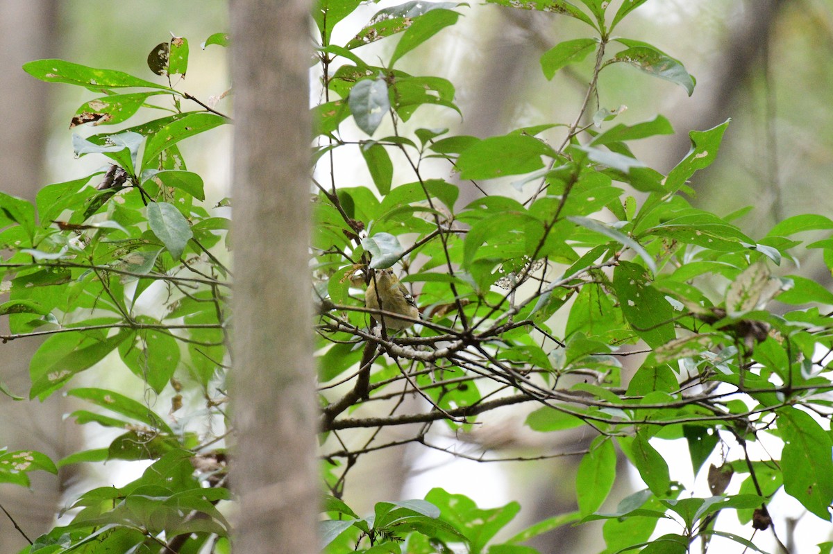 Black-throated Blue Warbler - ML643239835