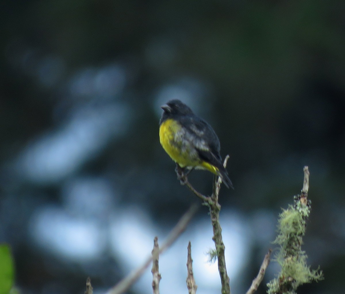 Jilguero Ventriamarillo - ML643239836