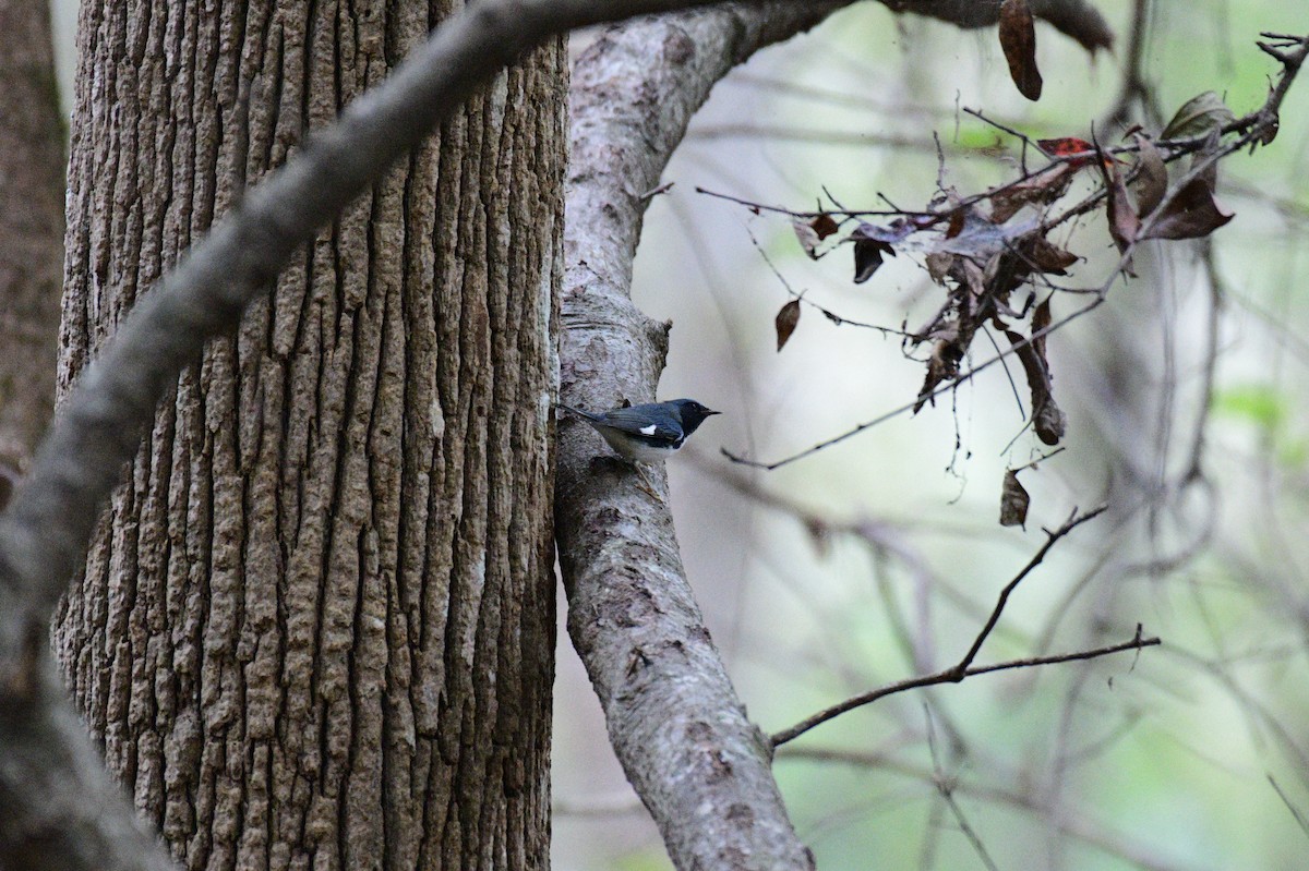 Black-throated Blue Warbler - ML643239844