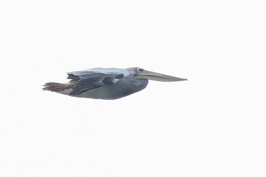 Pink-backed Pelican - ML643239852