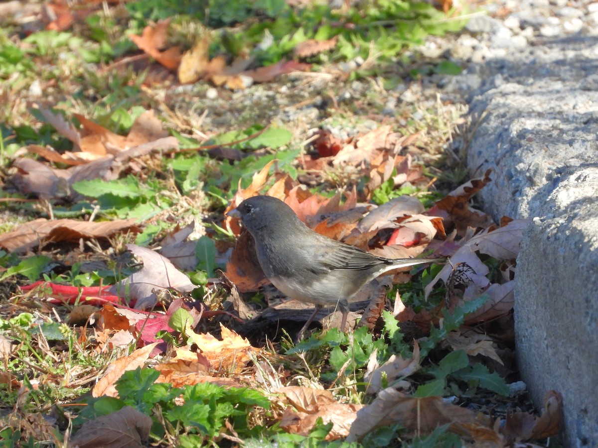 Junco ardoisé - ML643239857