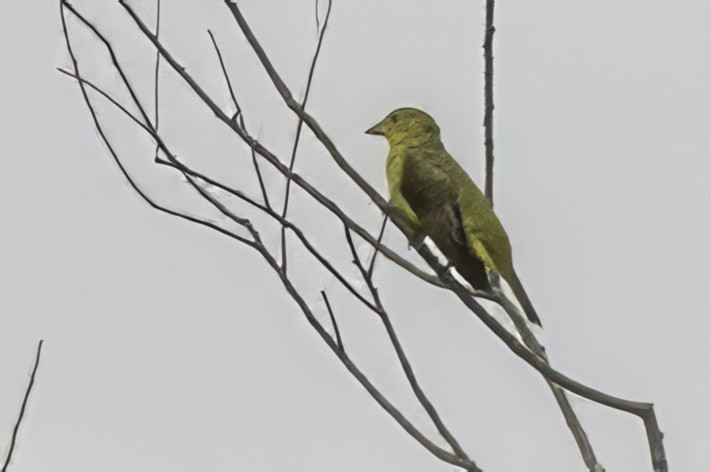 Scarlet Tanager - ML643239859