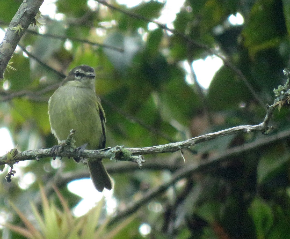 Spectacled Tyrannulet - ML643239862