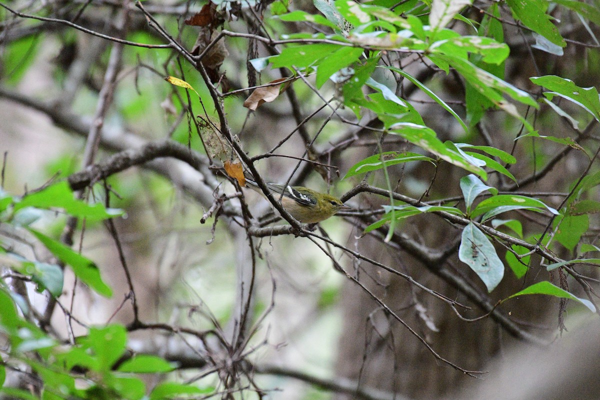 Bay-breasted Warbler - ML643239872