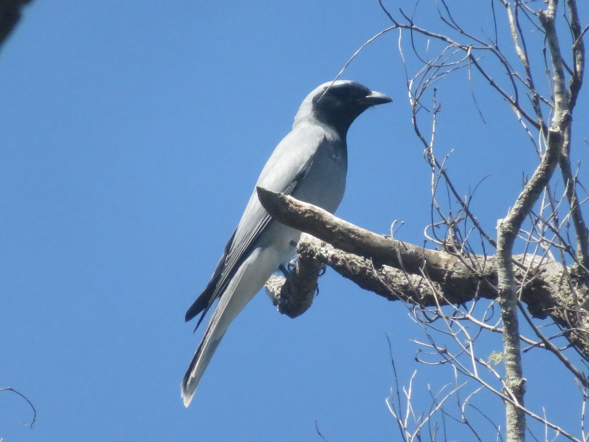 オーストラリアオニサンショウクイ - ML643239888