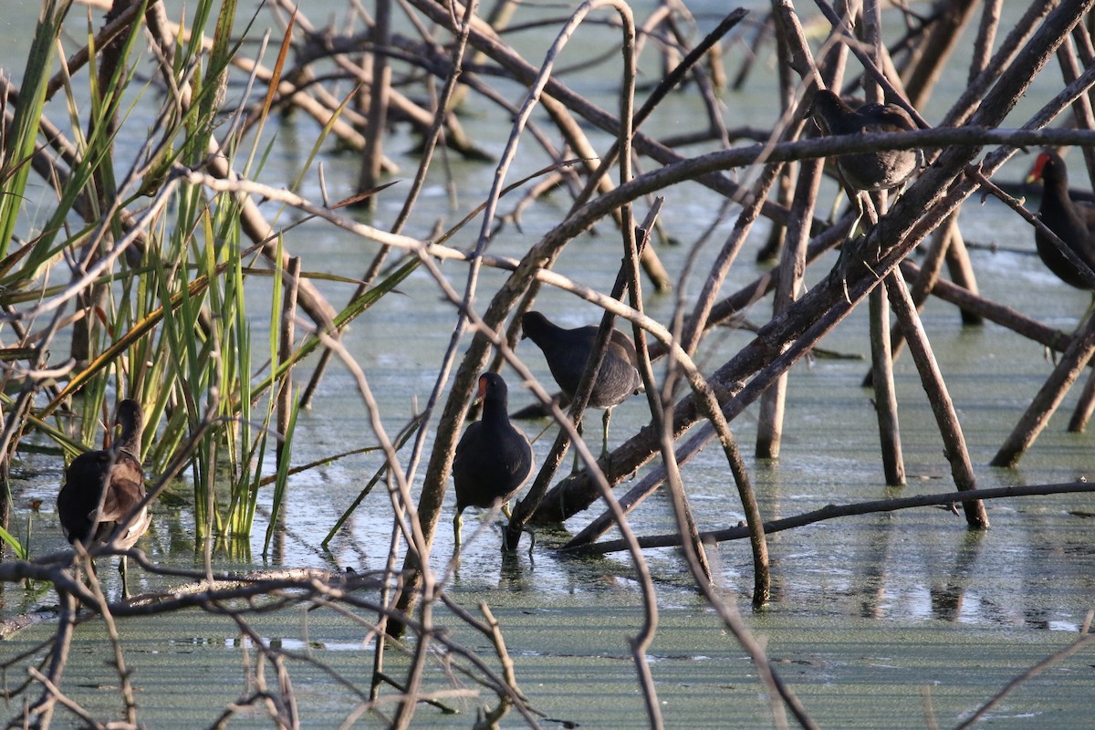 Gallinule d'Amérique - ML643239890