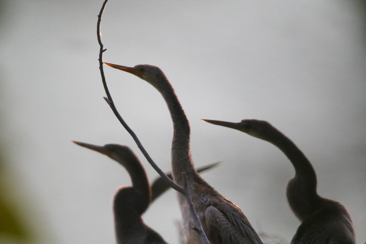 Anhinga d'Amérique - ML643239896