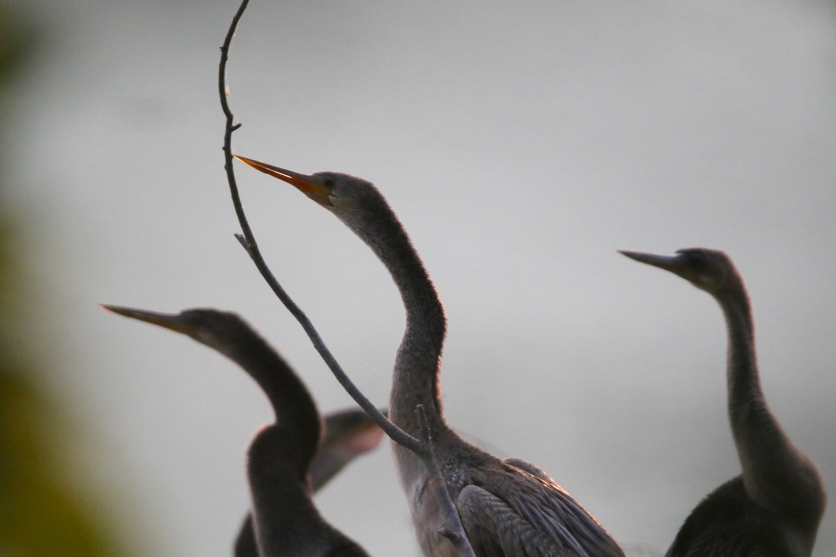 Anhinga d'Amérique - ML643239897