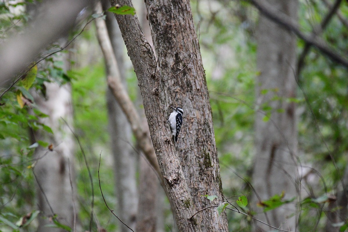 Hairy Woodpecker - ML643239906