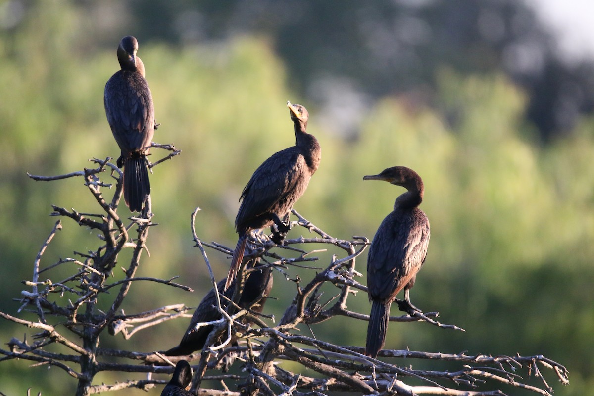 Cormoran vigua - ML643239911