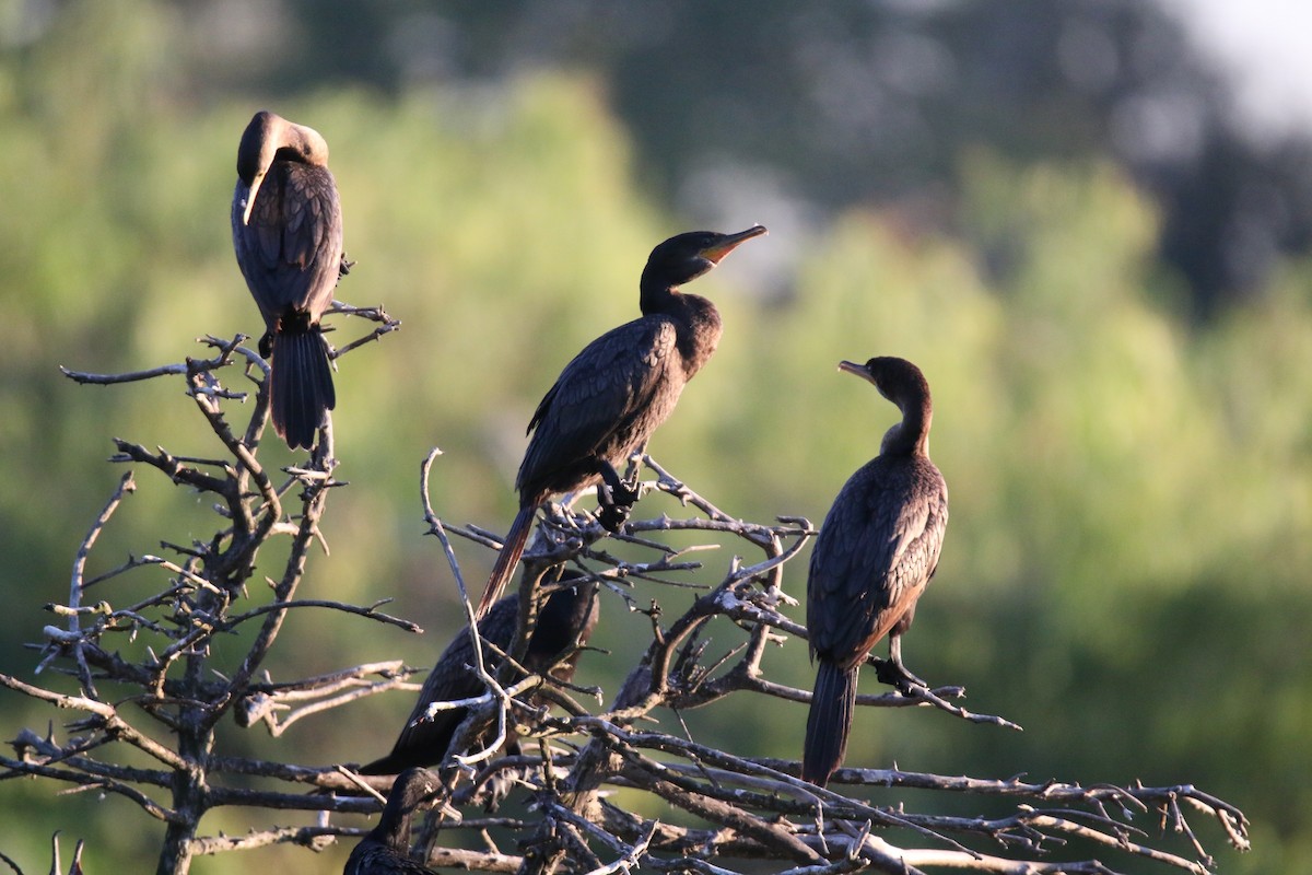 Cormoran vigua - ML643239912