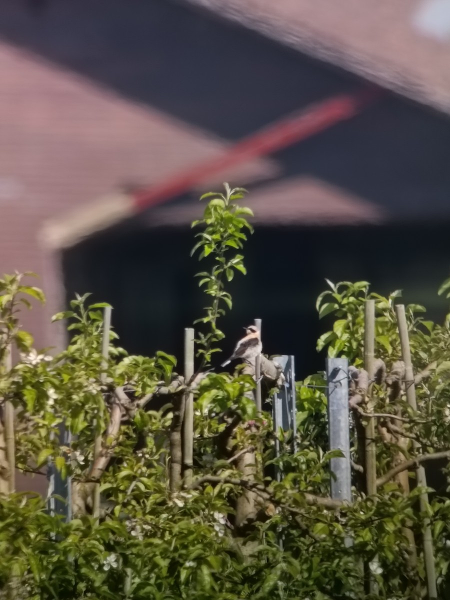 Western Black-eared Wheatear - ML643239917