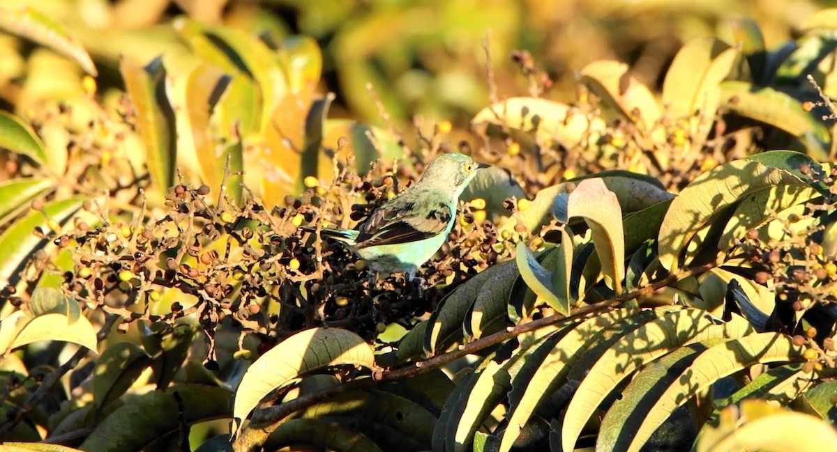 Black-faced Dacnis - ML643239918