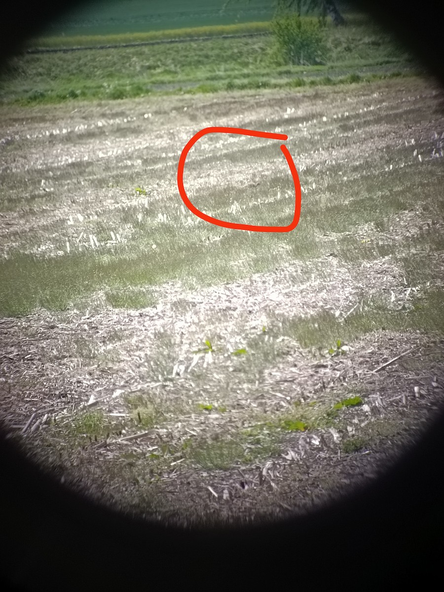 Little Bustard - ML643239937