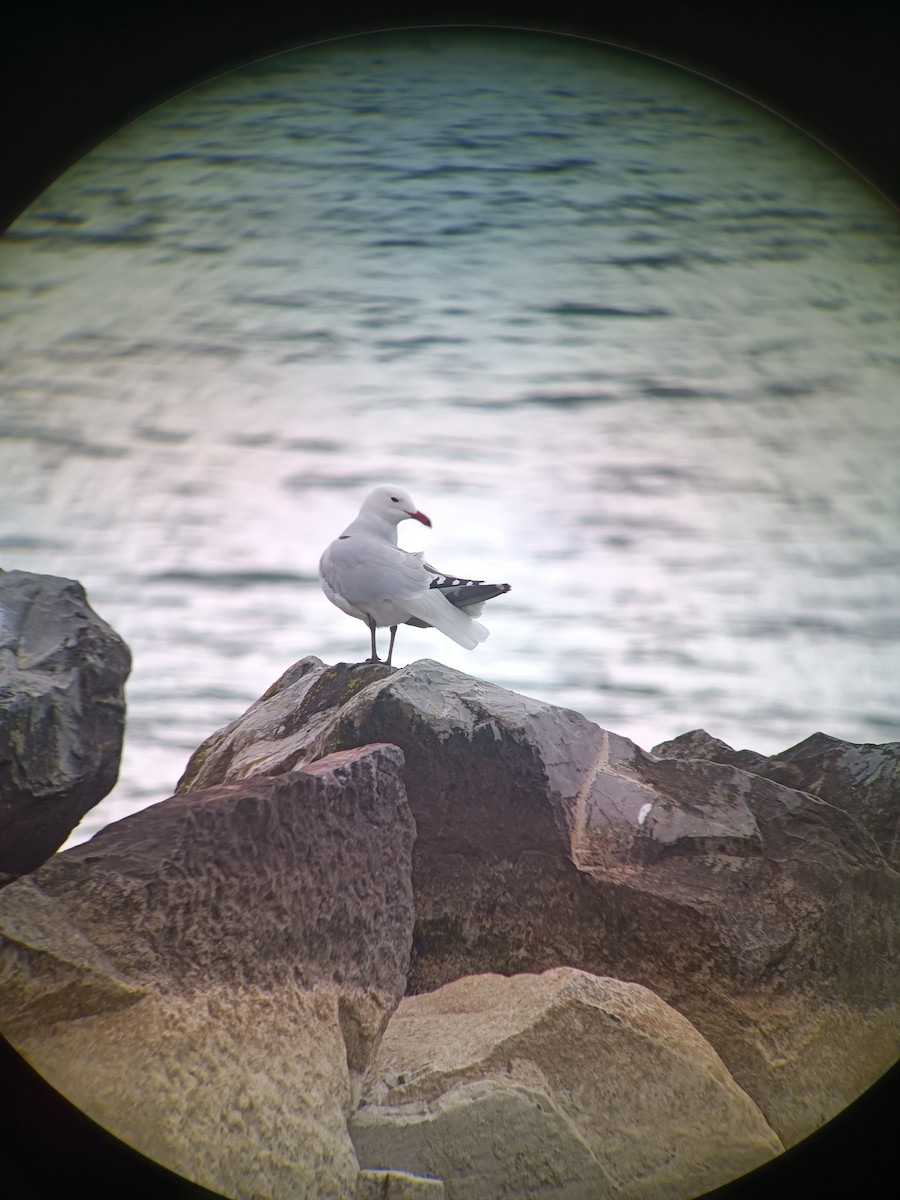 Audouin's Gull - ML643239965