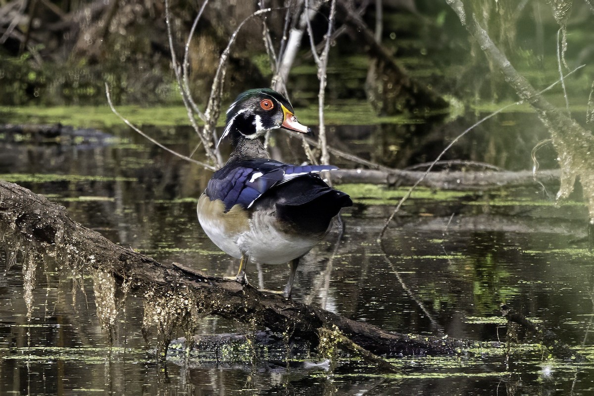 Wood Duck - ML643239967