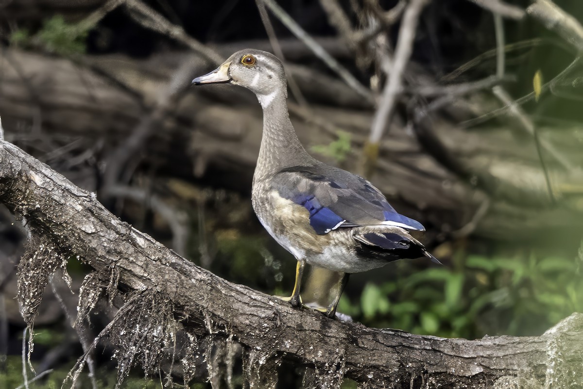 Wood Duck - ML643239968