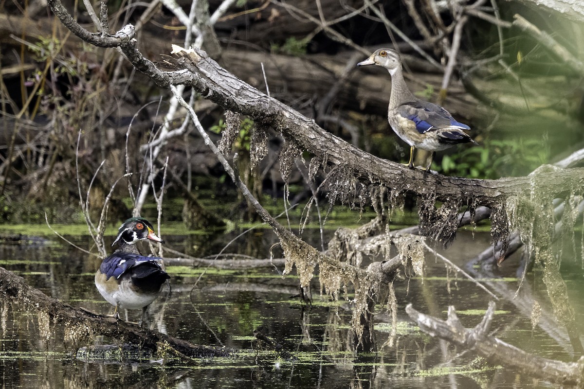 Wood Duck - ML643239973