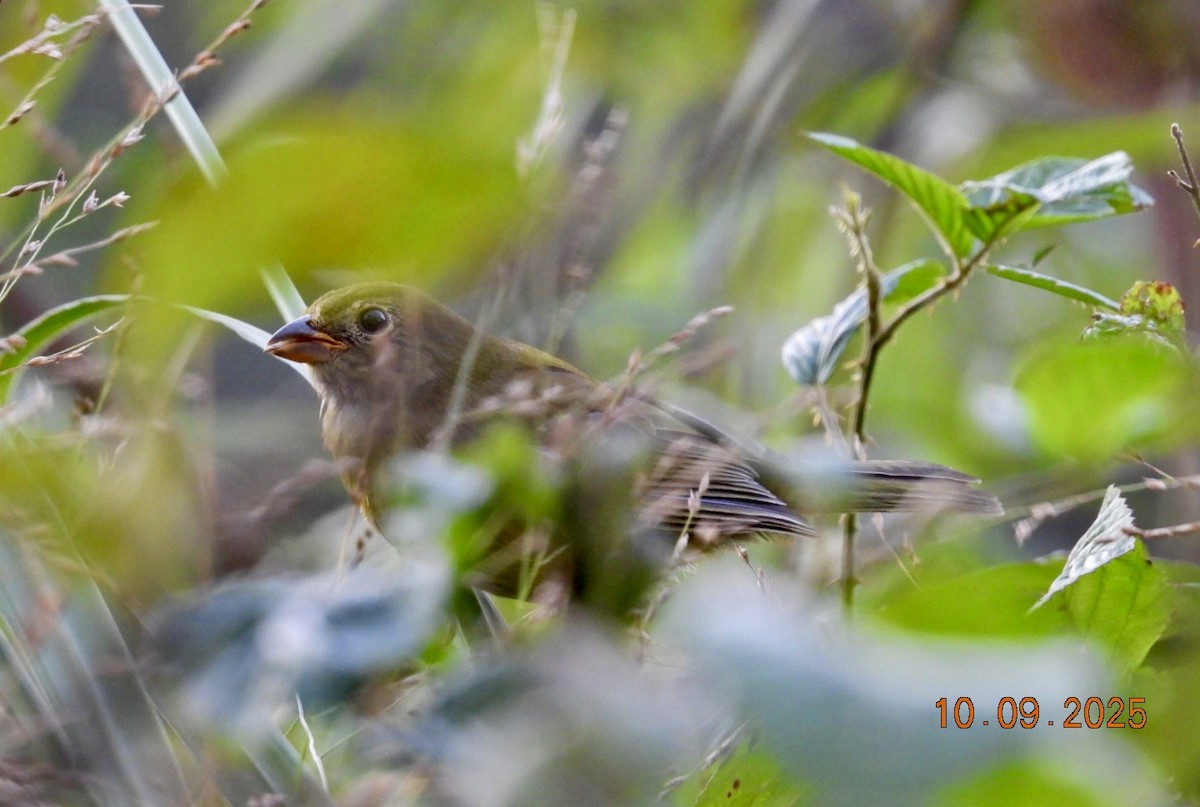 Painted Bunting - ML643239995