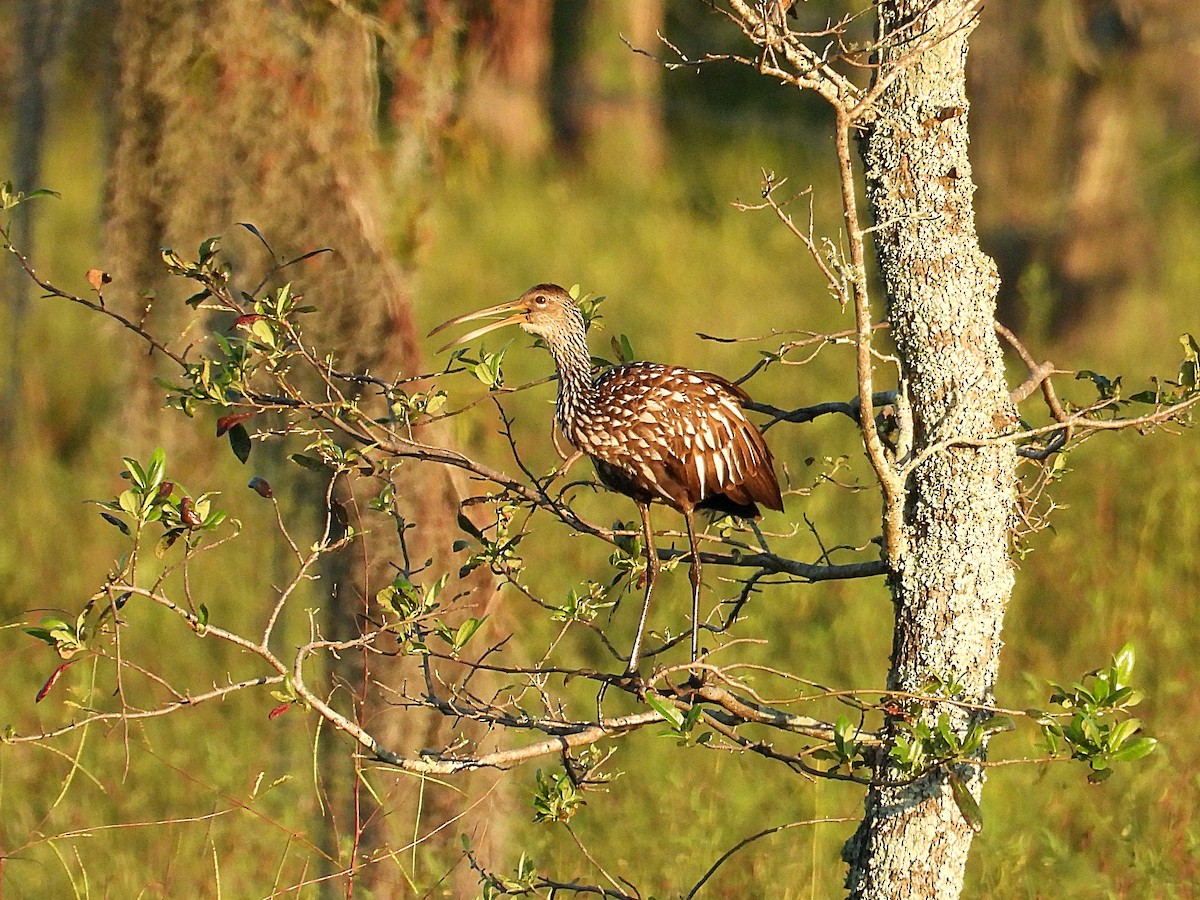 Limpkin - ML643240017