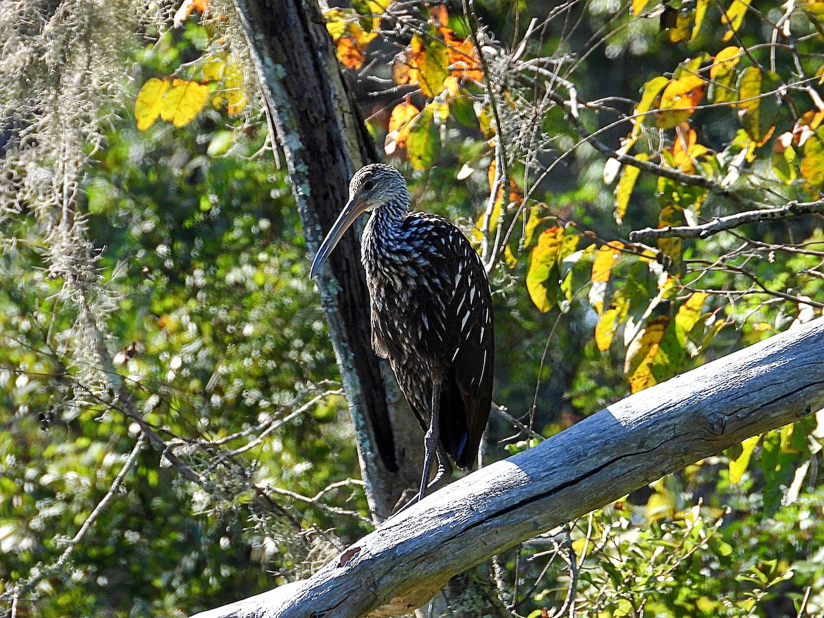 Limpkin - ML643240027