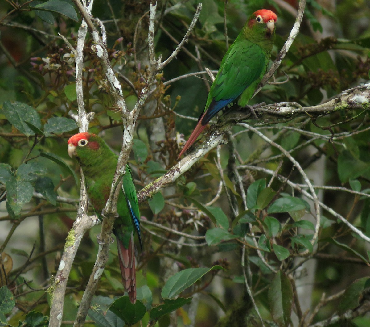 Rose-headed Parakeet - ML643240039