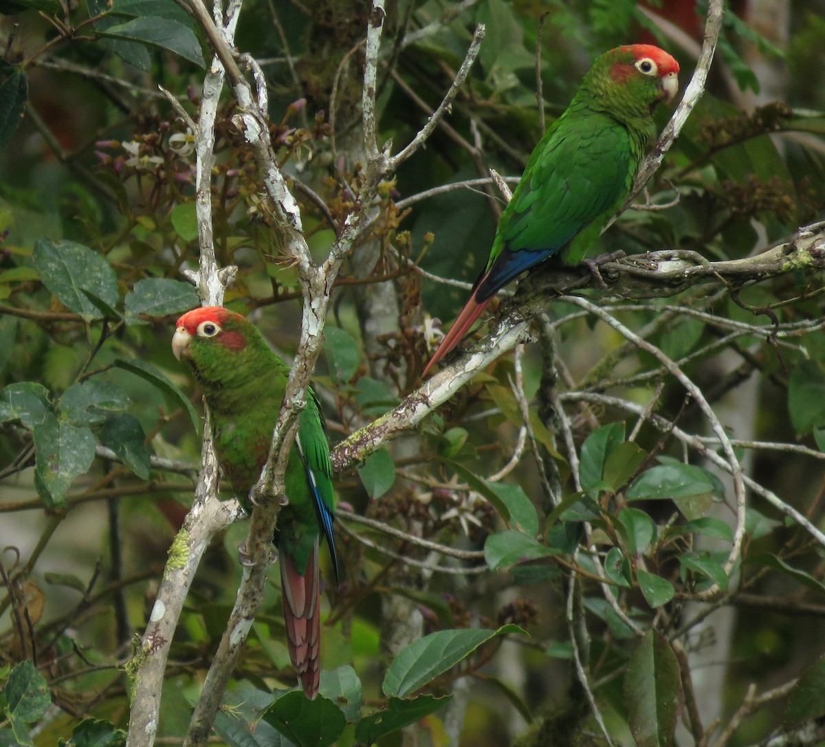 Rose-headed Parakeet - ML643240042