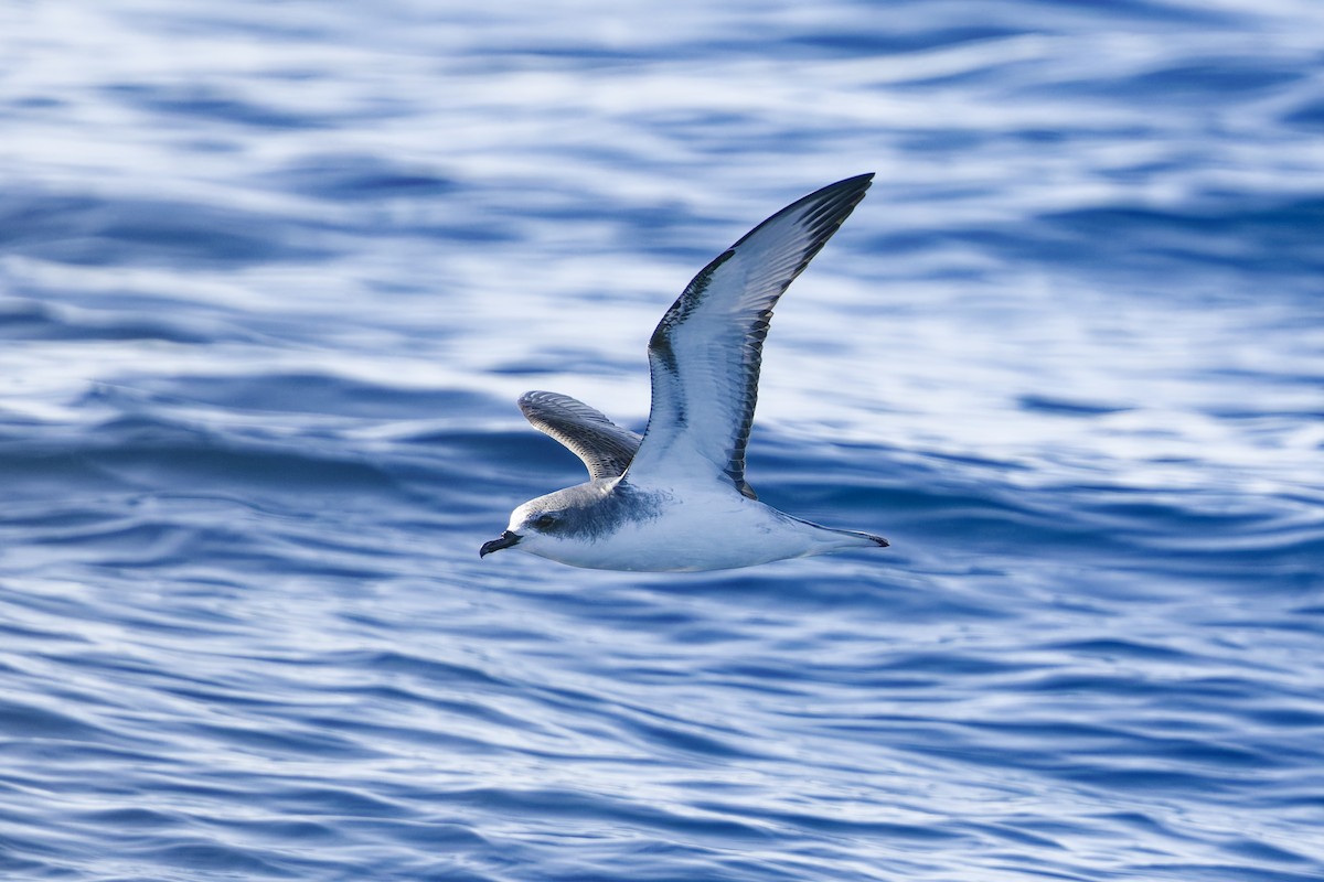 ハジロシロハラミズナギドリ - ML643240043