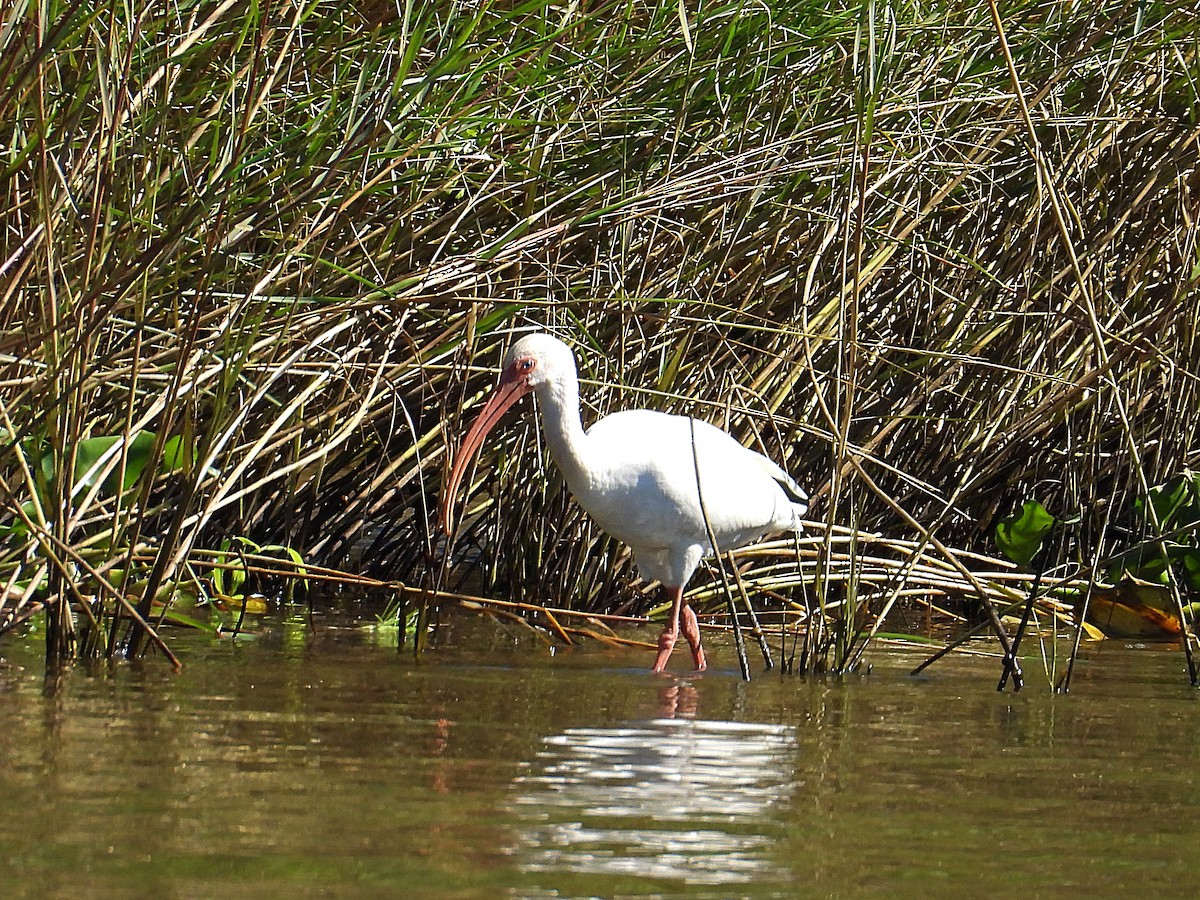 White Ibis - ML643240047