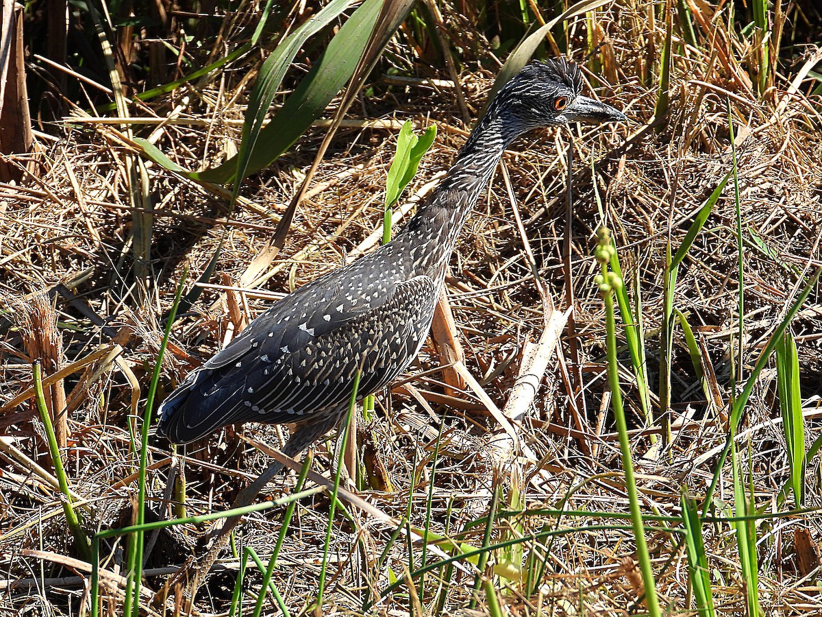 Yellow-crowned Night Heron - ML643240052