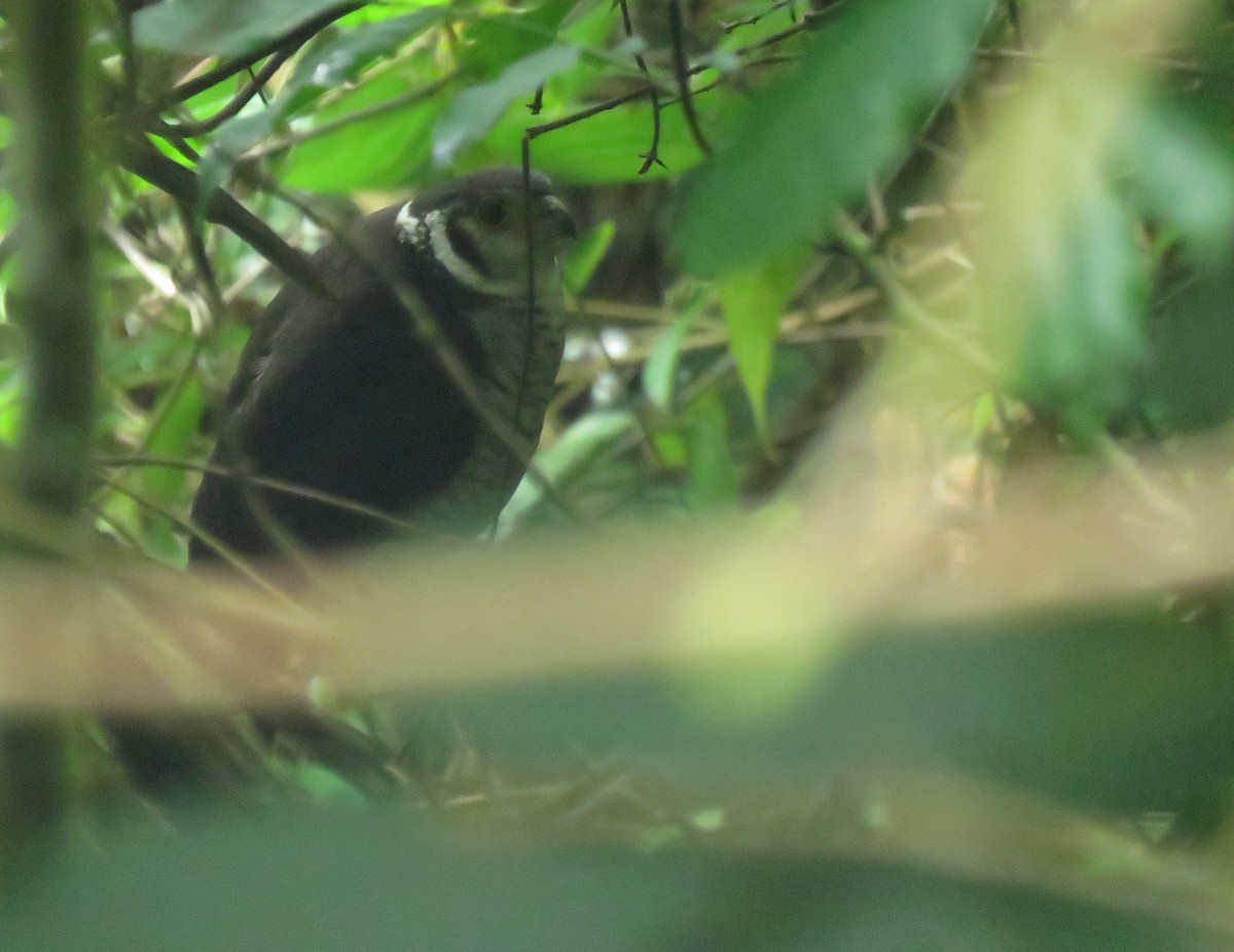 Barred Forest-Falcon - ML643240070