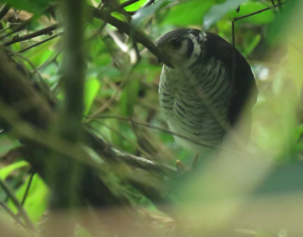 Barred Forest-Falcon - ML643240071