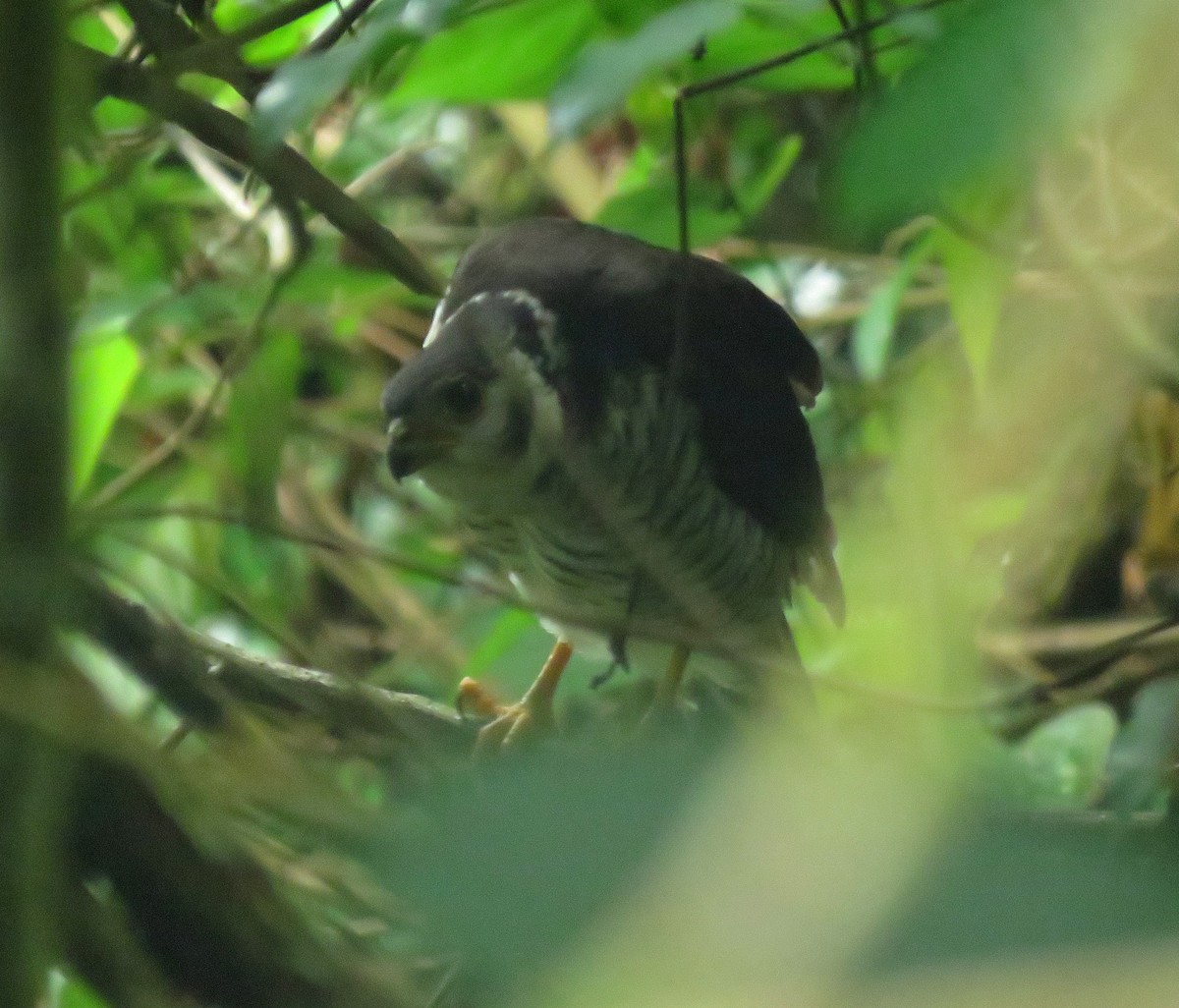 Barred Forest-Falcon - ML643240072