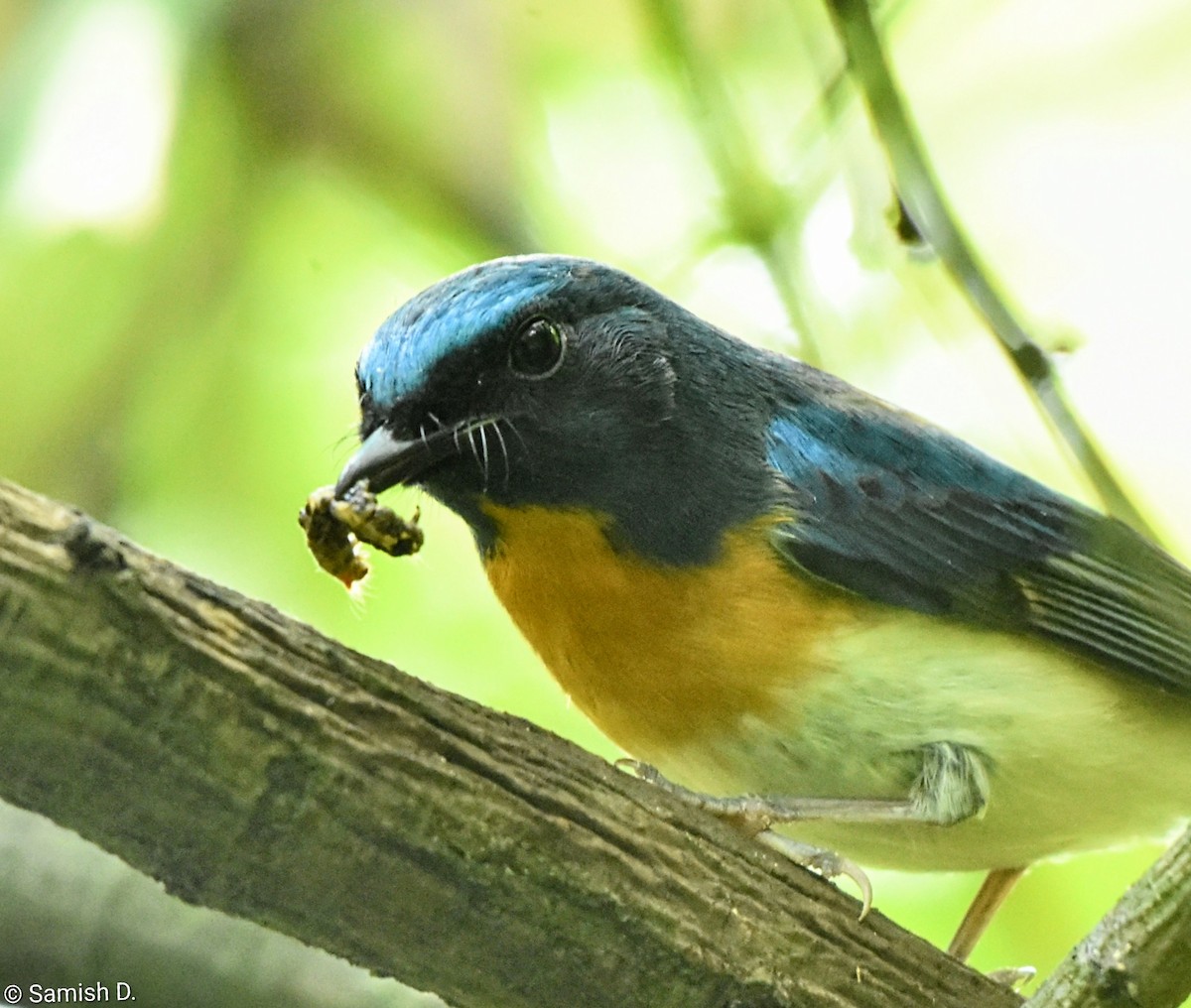 Blue-throated Flycatcher - ML643240073