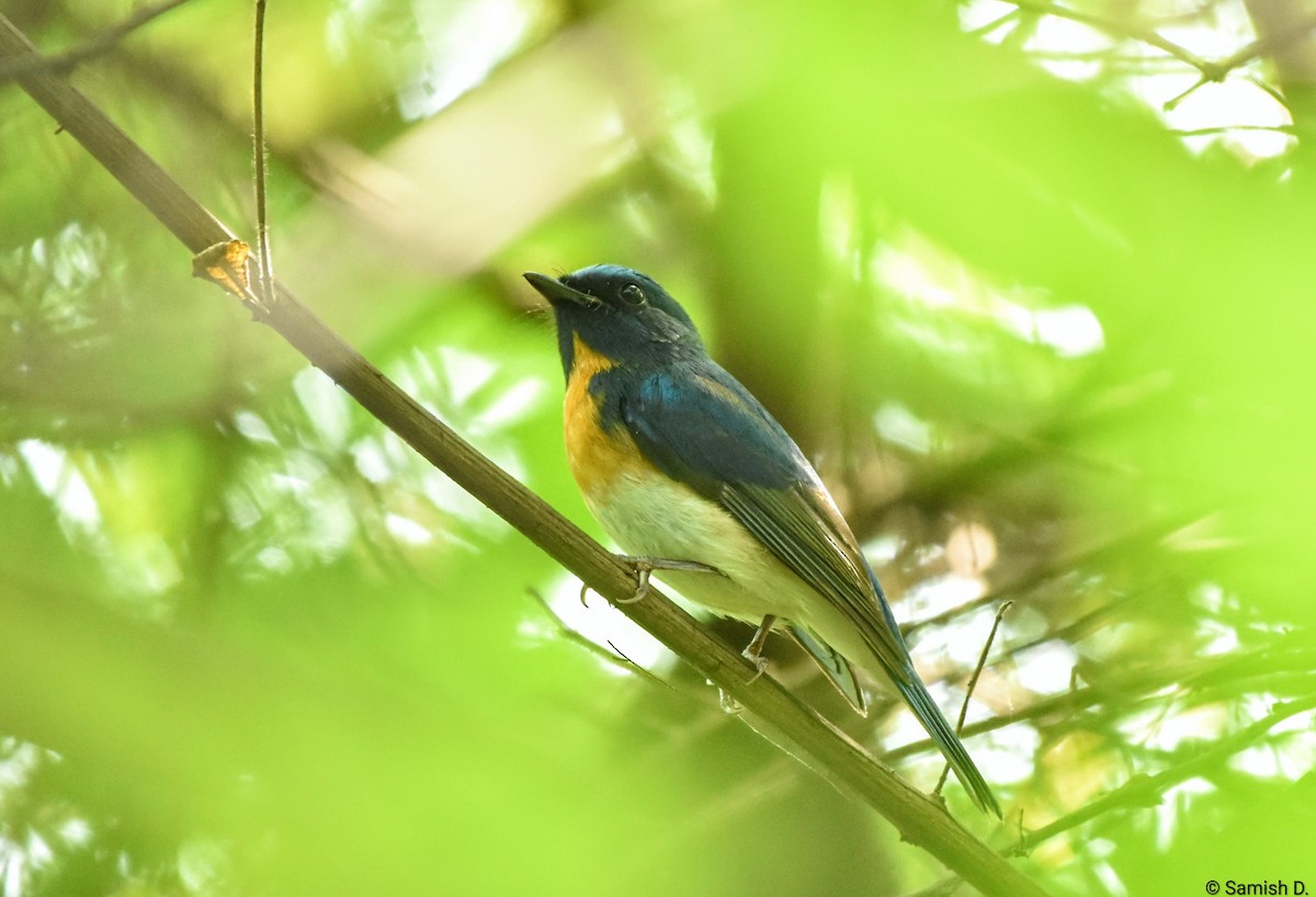 Blue-throated Flycatcher - ML643240074