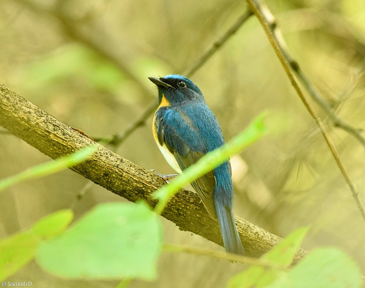 Blue-throated Flycatcher - ML643240075