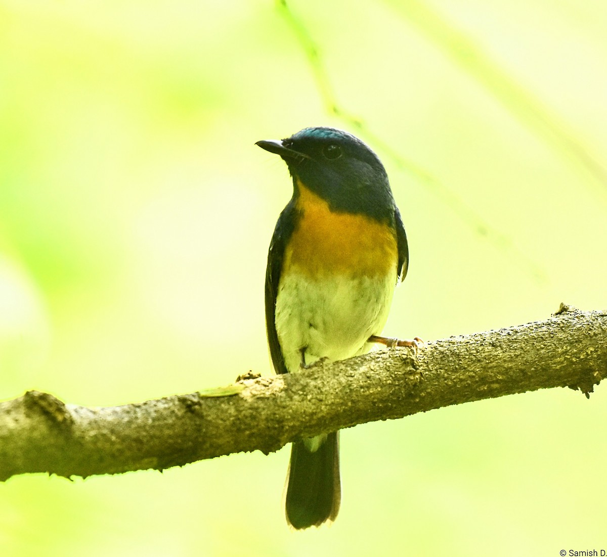 Blue-throated Flycatcher - ML643240076