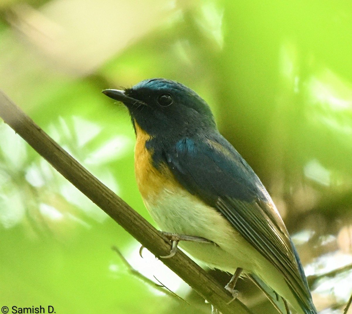 Blue-throated Flycatcher - ML643240077