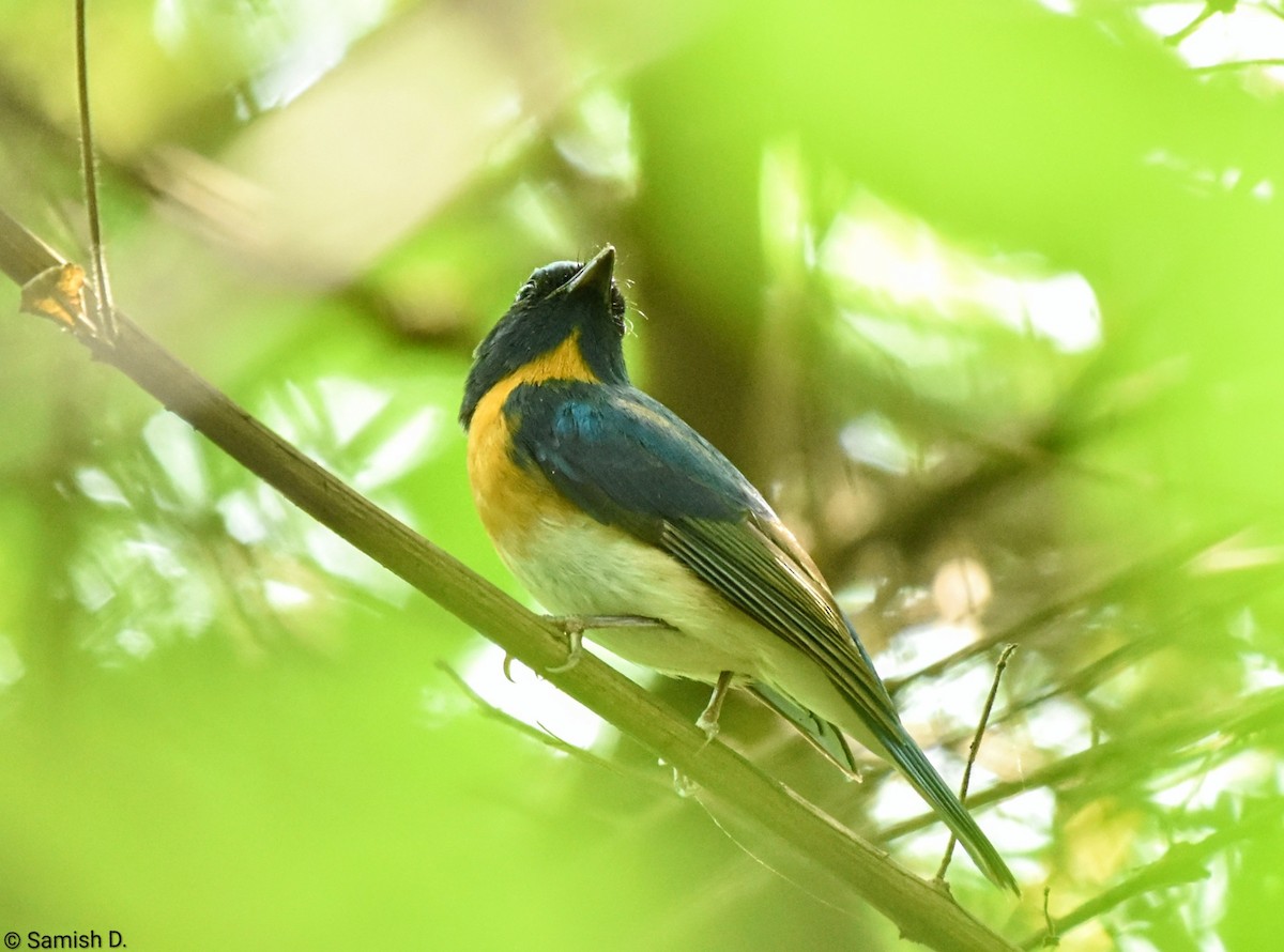 Blue-throated Flycatcher - ML643240078