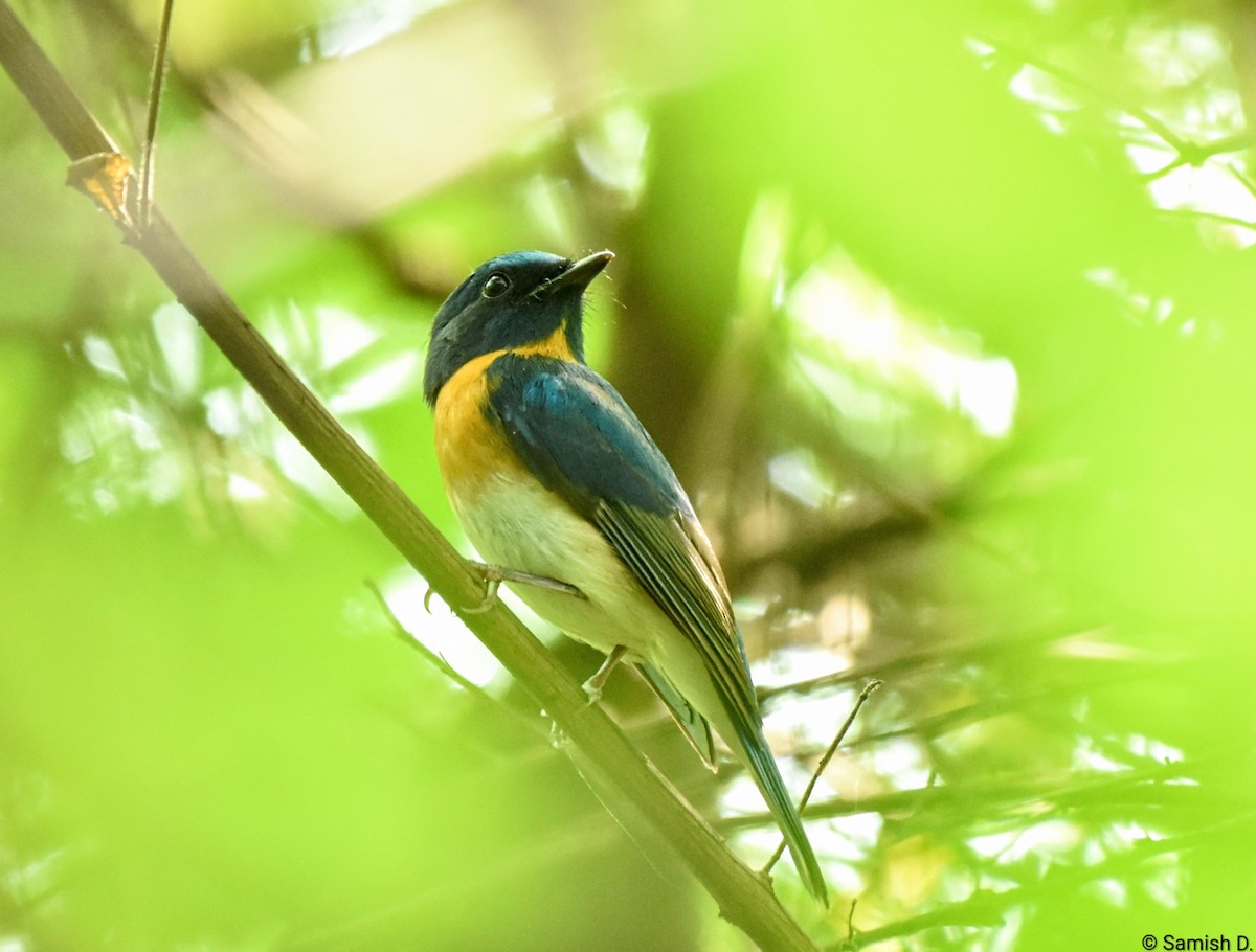 Blue-throated Flycatcher - ML643240079