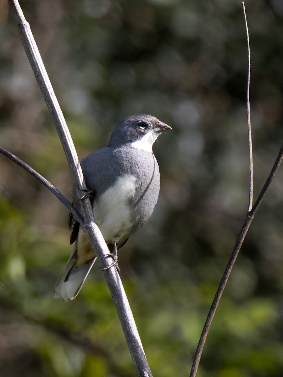Diuca Finch - ML643240082