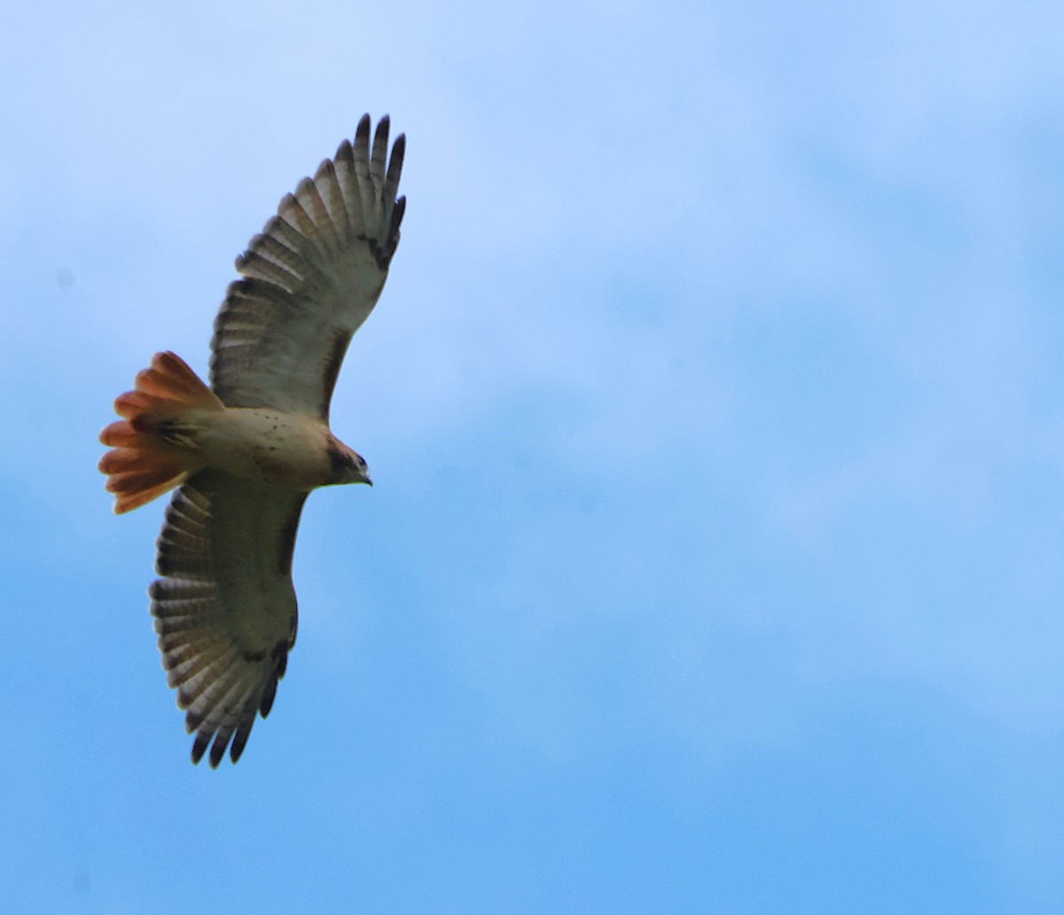 eBird Checklist - 10 Oct 2025 - Eagle Ridge Territories, Galena, Il ...