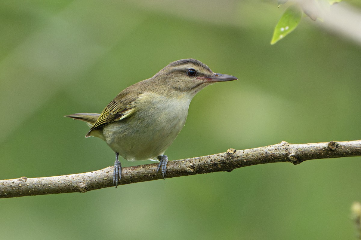 Black-whiskered Vireo - ML643240090
