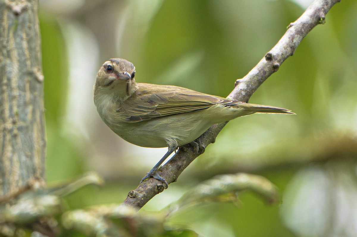 Black-whiskered Vireo - ML643240091