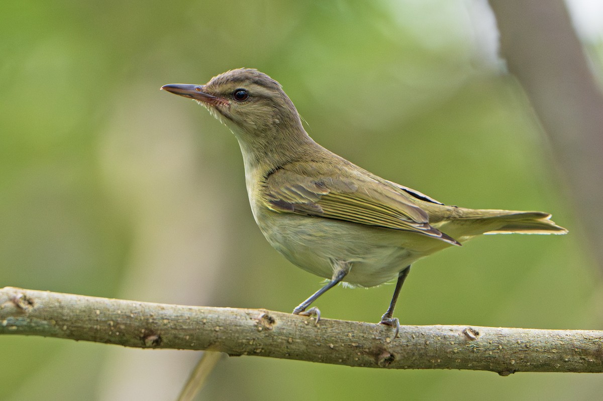 Black-whiskered Vireo - ML643240092